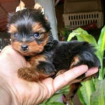 Cachorro de perro Yorkshire Terrier en Guadalajara