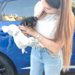 Yorkshire hembra en guadalajara