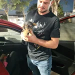 yorkies en guadalajara